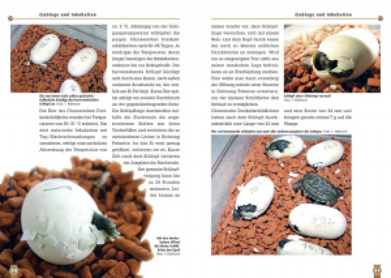 Die Chinesische Dreikielschildkröte